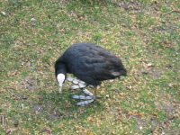 Hyde Park Duck.jpg